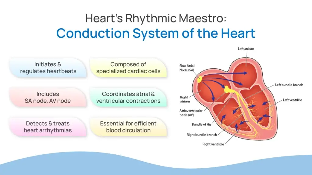Heart's Rhythmic Maestro: Conduction System of the heart