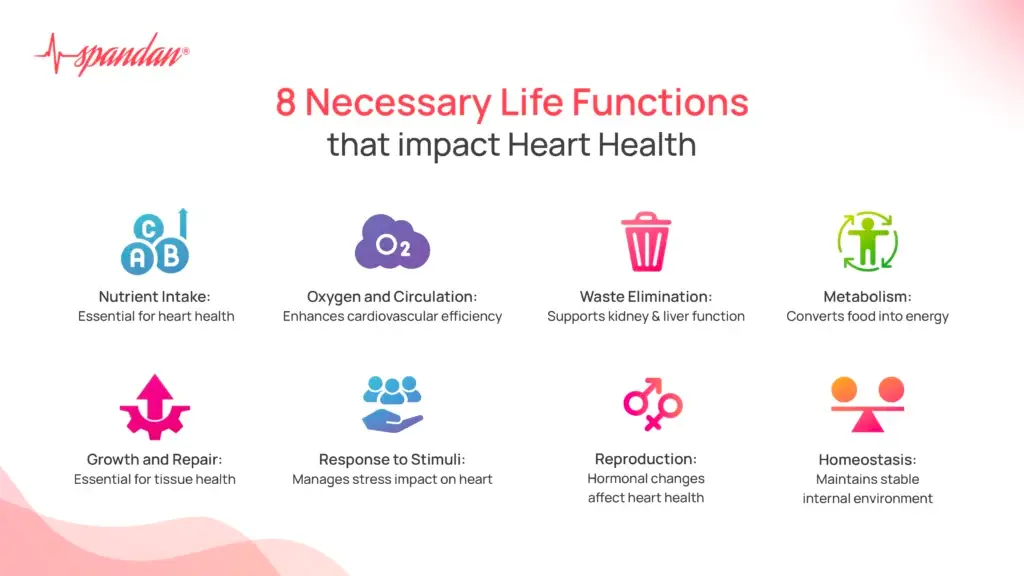 8 Necessary Life Functions That Impact Heart Health