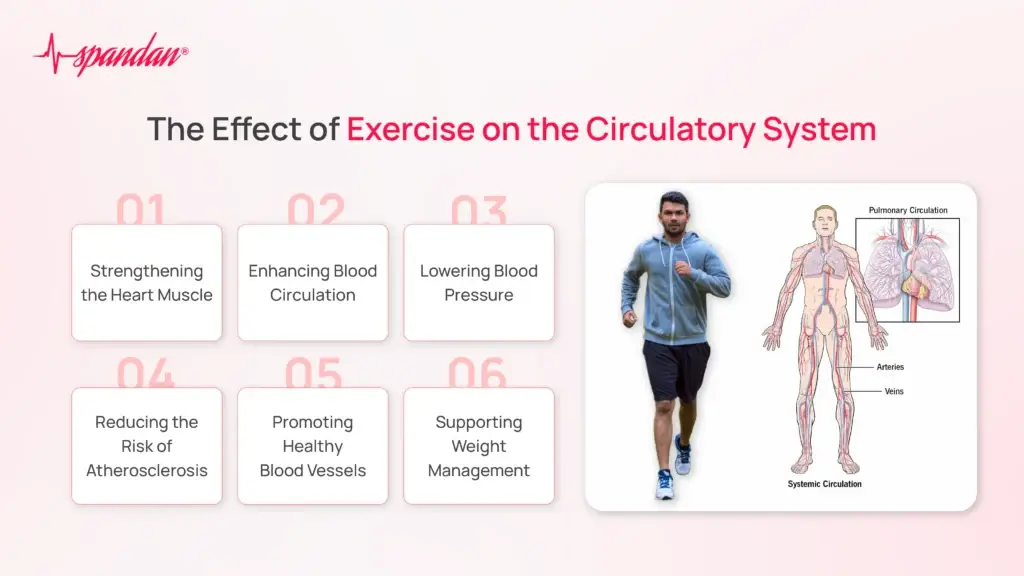 The Effect of Exercise on the Circulatory System