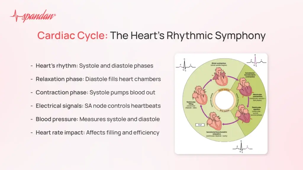 Cardiac Cycle: The Heart's Rhythmic Symphony