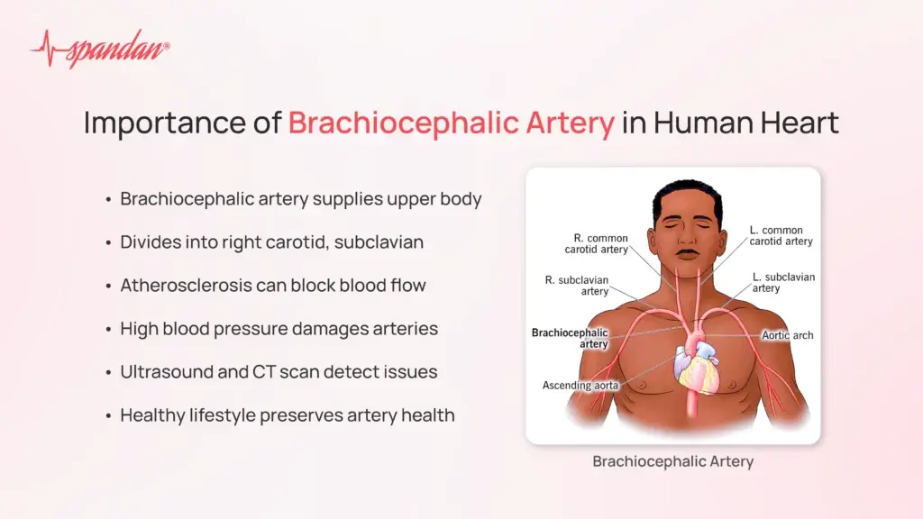 Importance of Brachiocephalic Artery in Human Heart