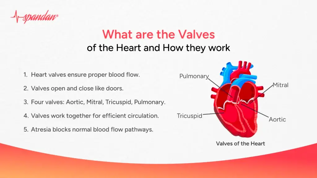What are the Valves of the Heart and How they work