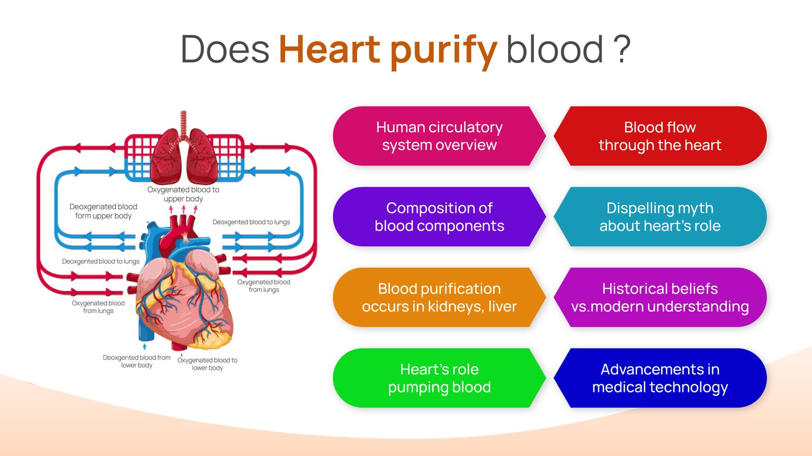 does heart purify blood