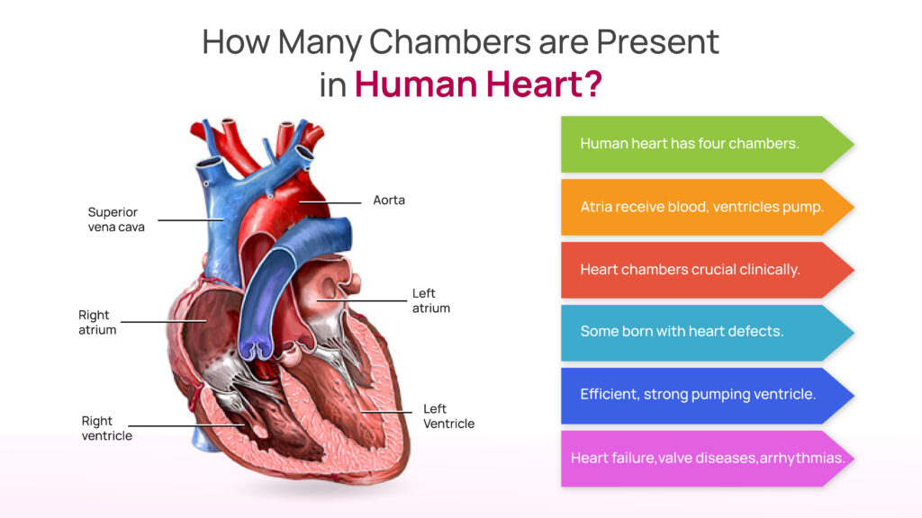 human heart consists of how many chambers