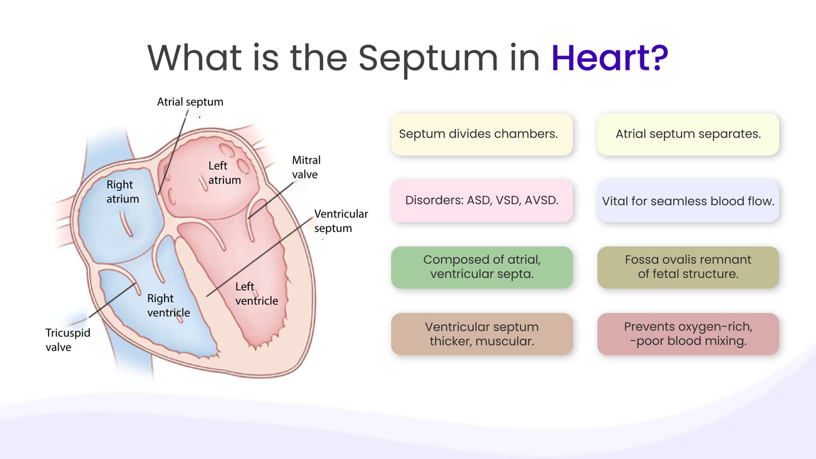 what is the septum in heart