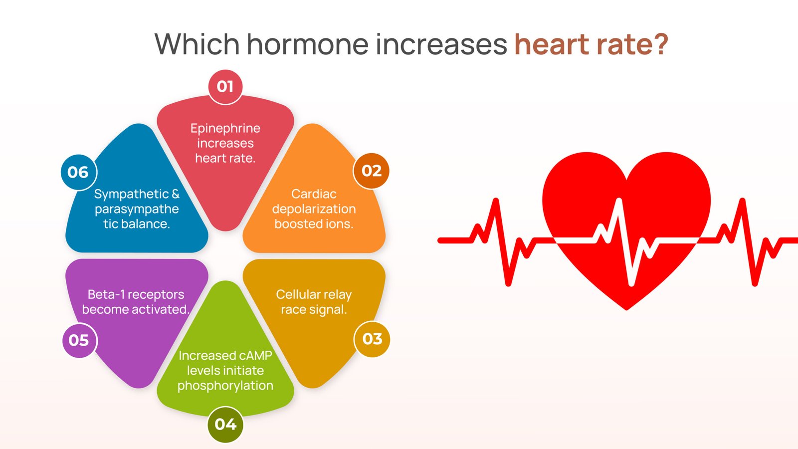 which harmone increases heart rate