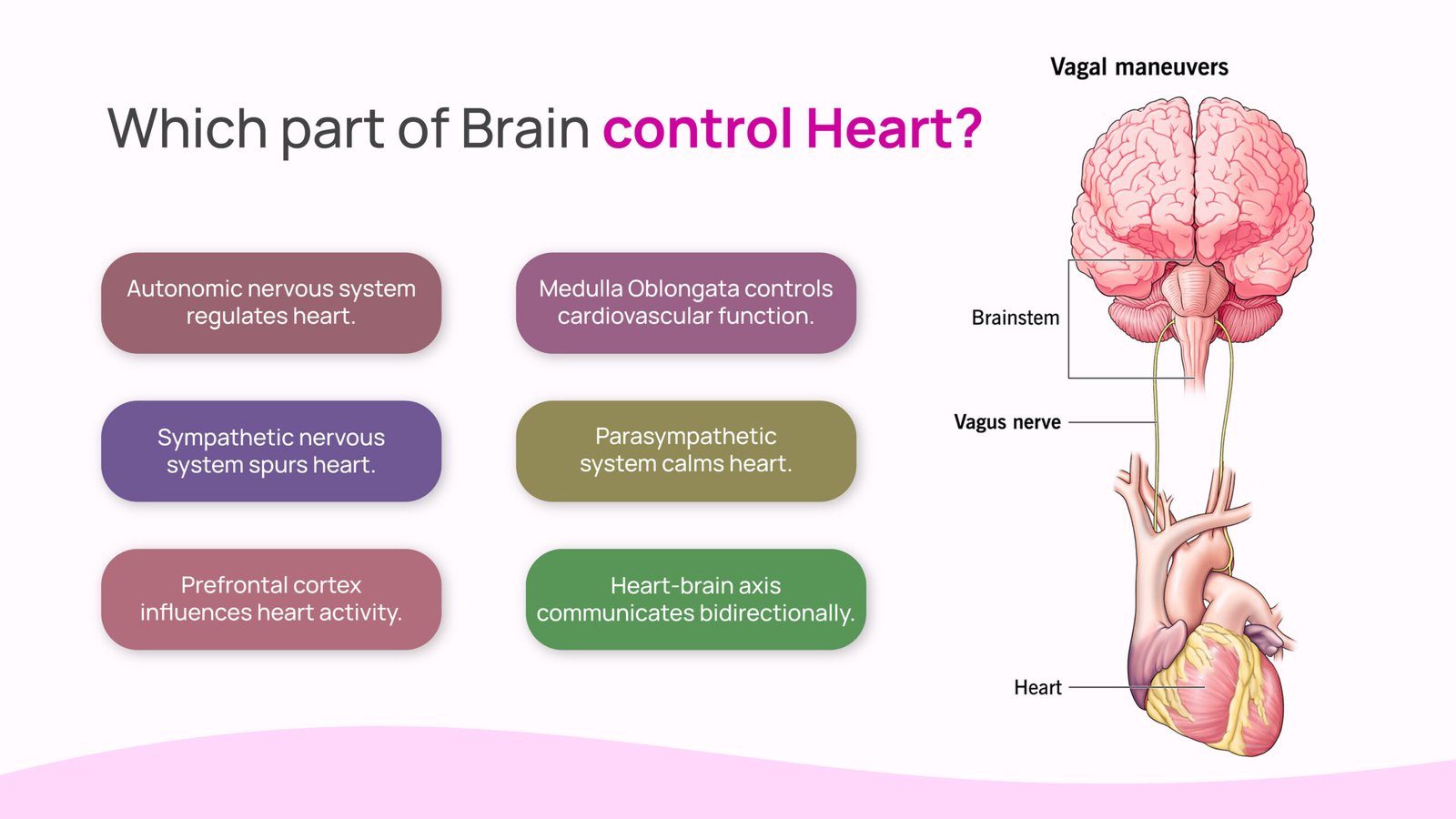 which part of brain control heart