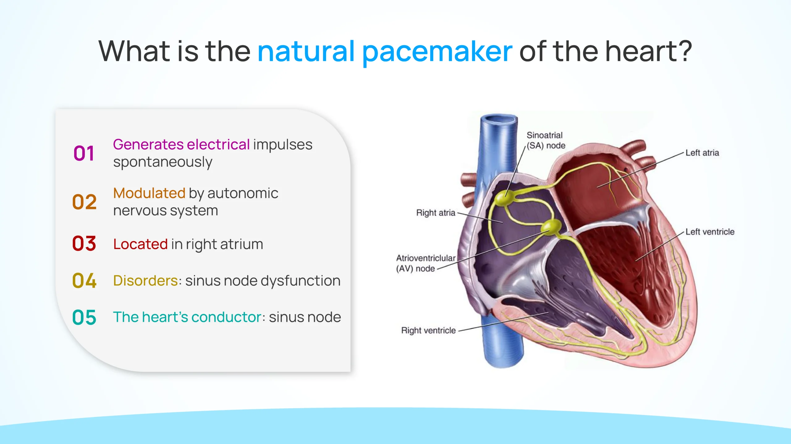 natural pacemaker of the heart
