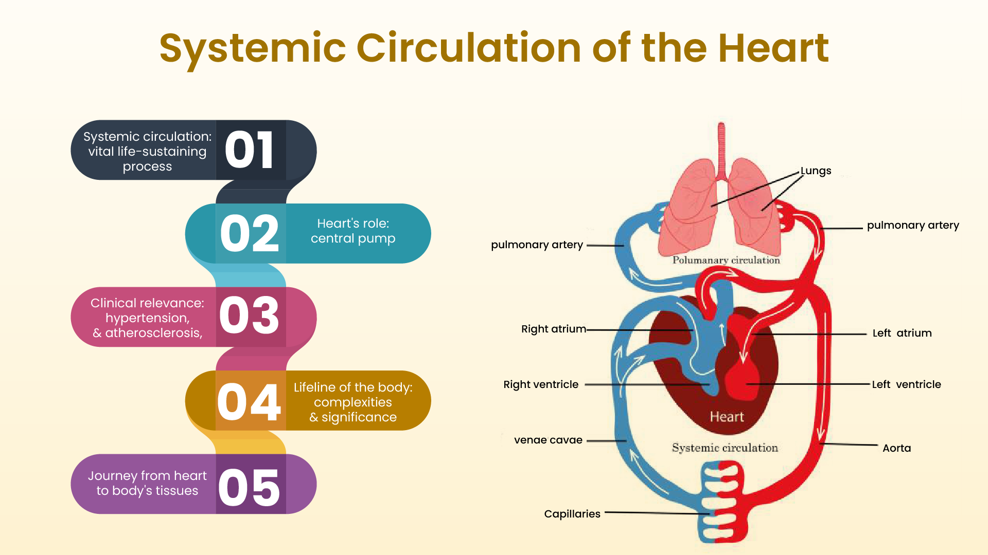 systemic circulation of the heart