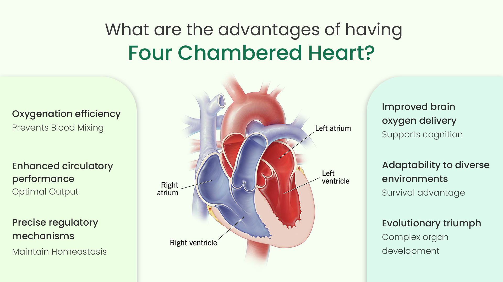 what are the advantages of having four chambered heart