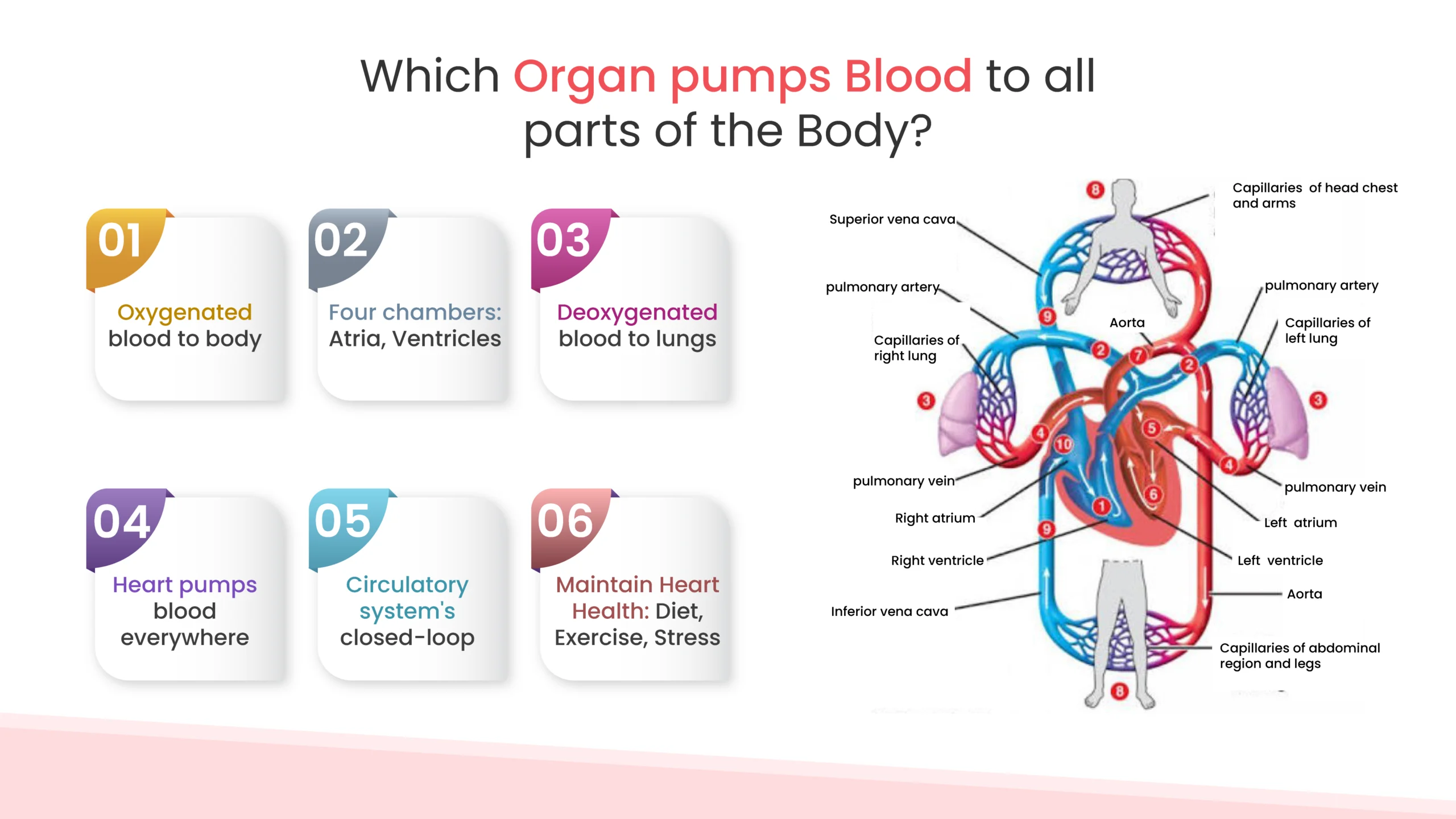which organ pumps blood to all parts of the body