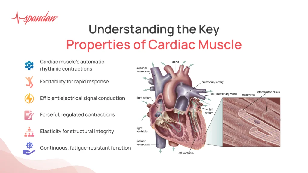 properties of cardiac muscle