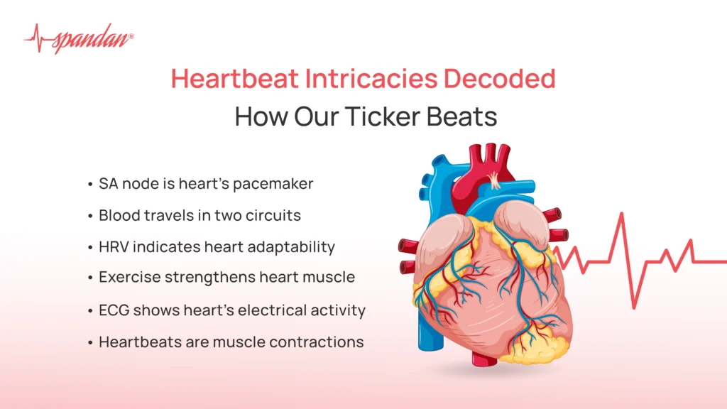 heartbeat