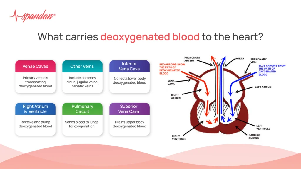 passage of deoxygenated blood through the heart