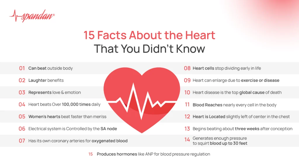 facts about the heart