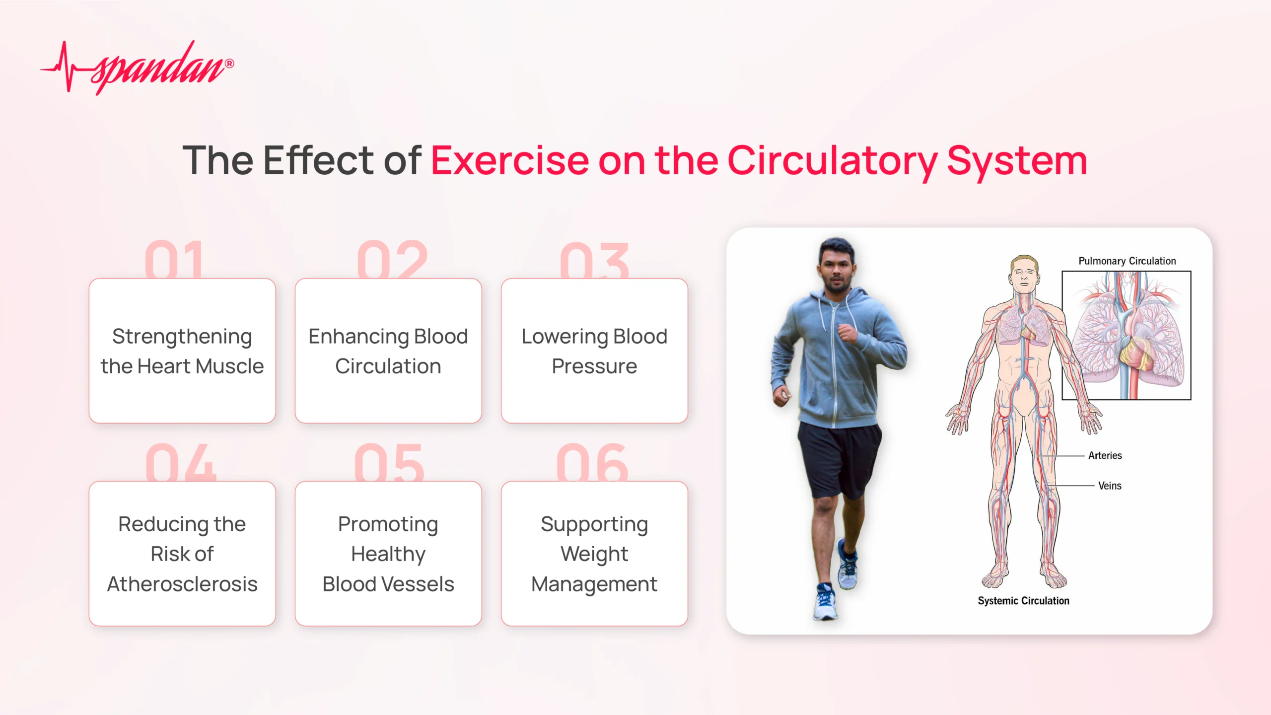 effect of exercise on circulatory system