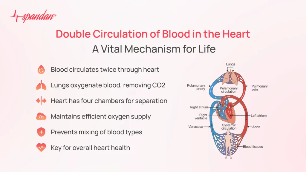double circulation of blood in the heart