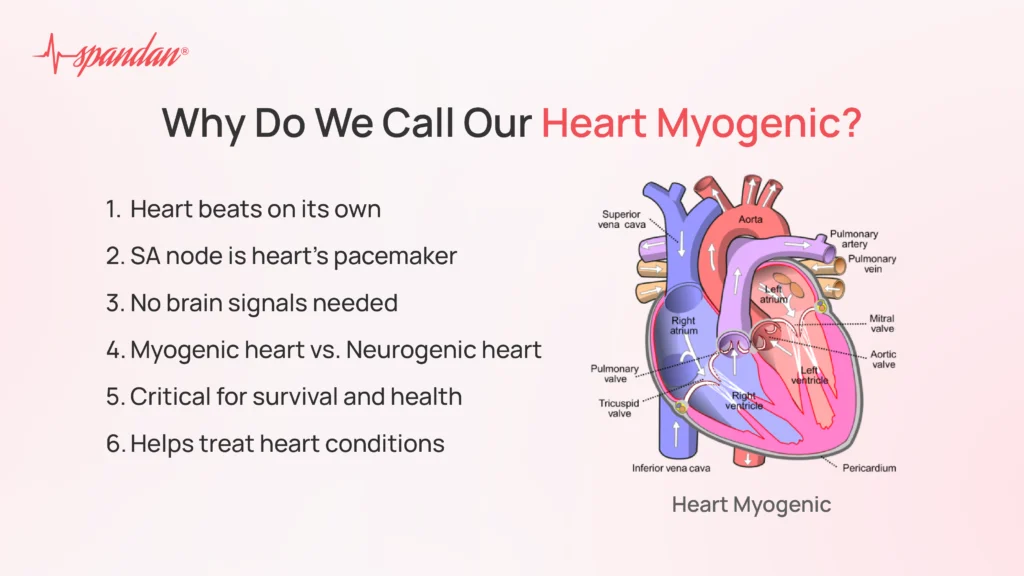 why do we call our heart myogenic