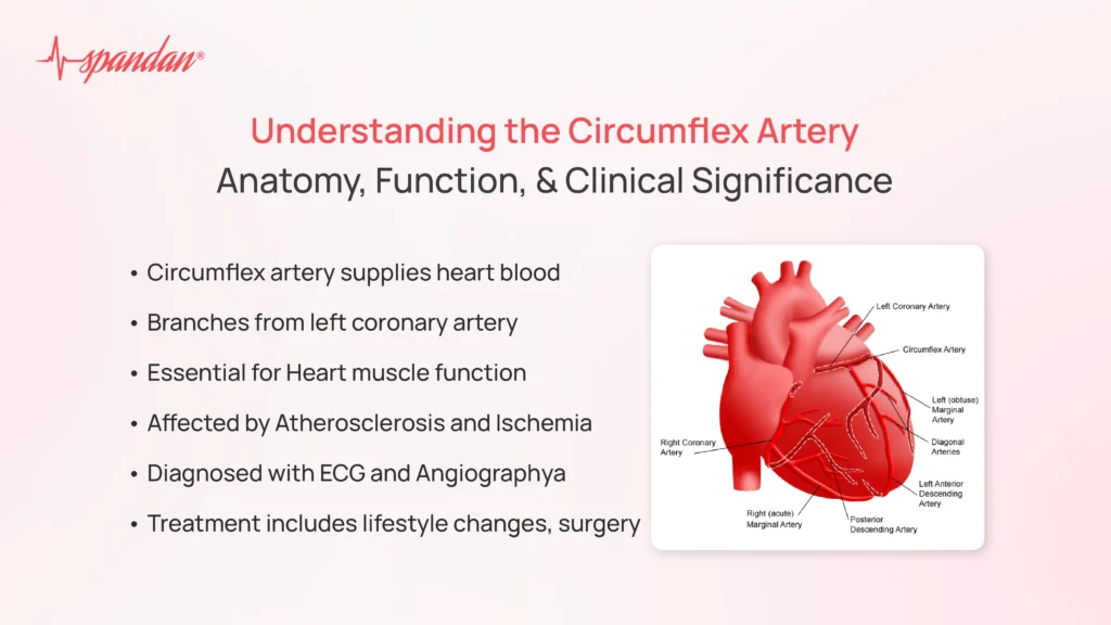 circumflex artery