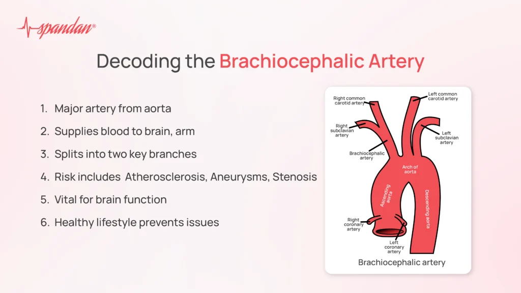 brachiocephalic artery