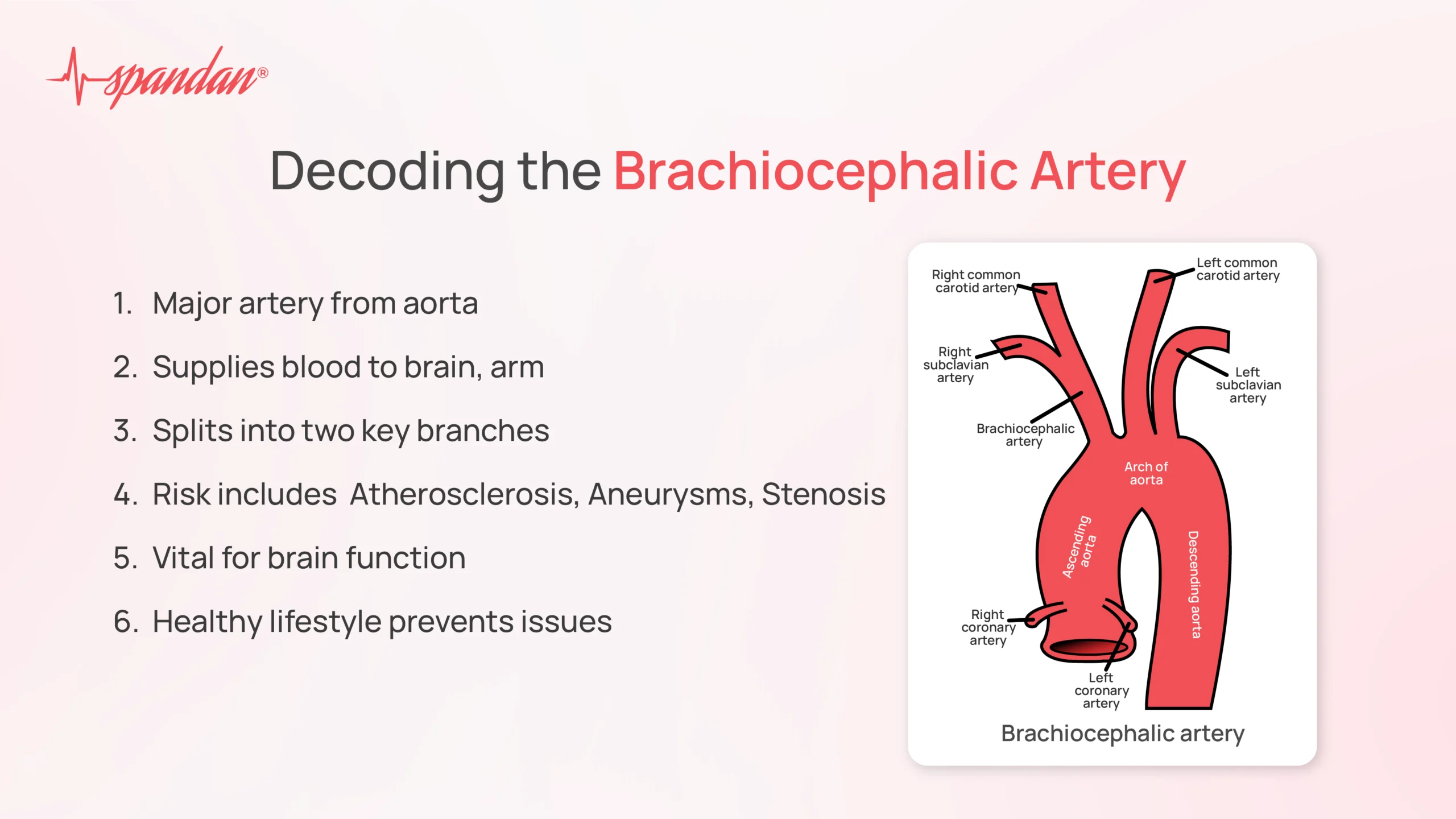 brachiocephalic artery