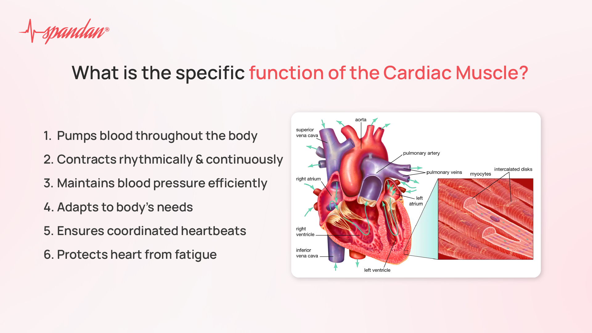 what is the specific function of the cardiac muscle