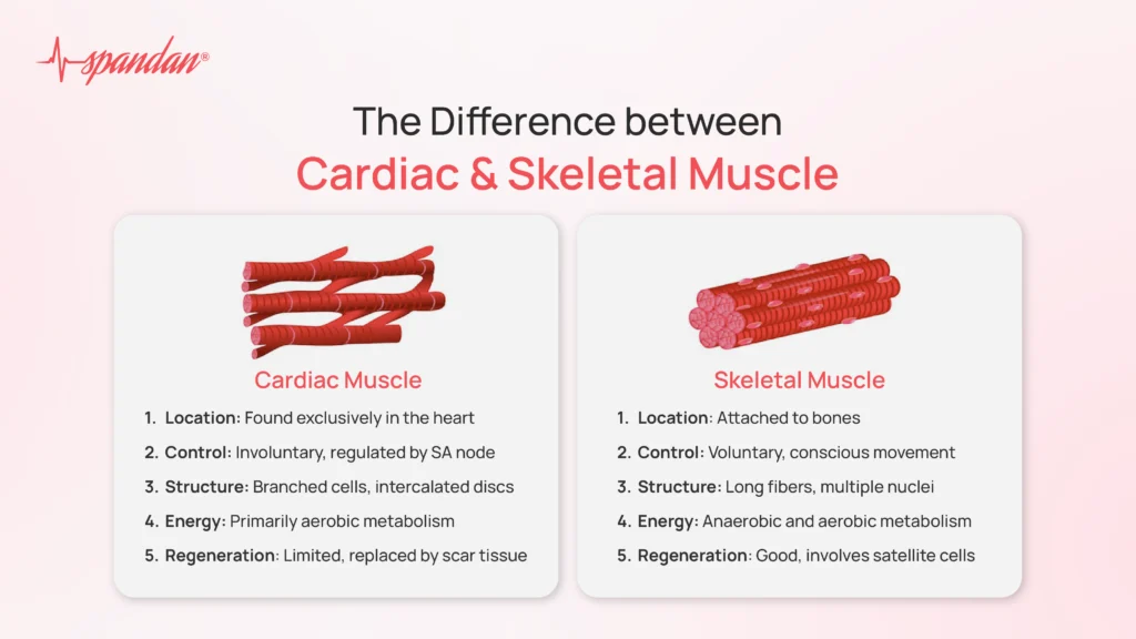 difference between cardiac and skeletal muscle