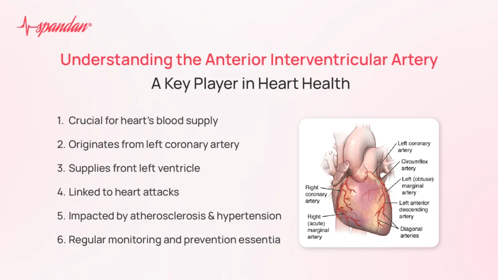 anterior interventricular artery