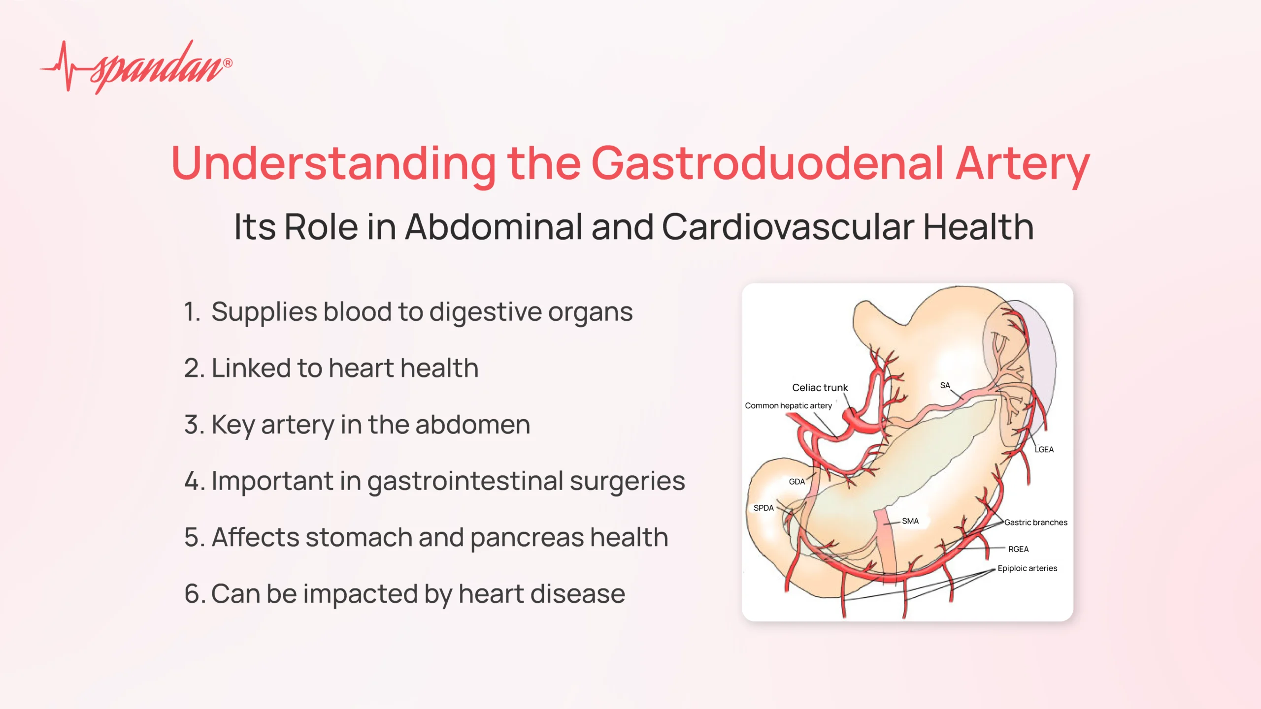 gastroduodenal artery