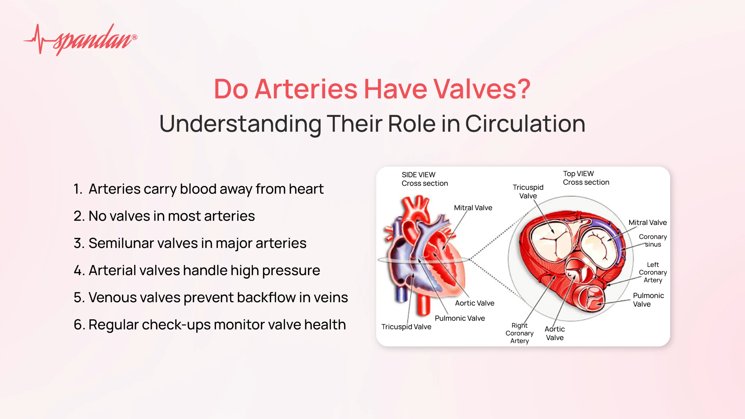 do arteries have valves