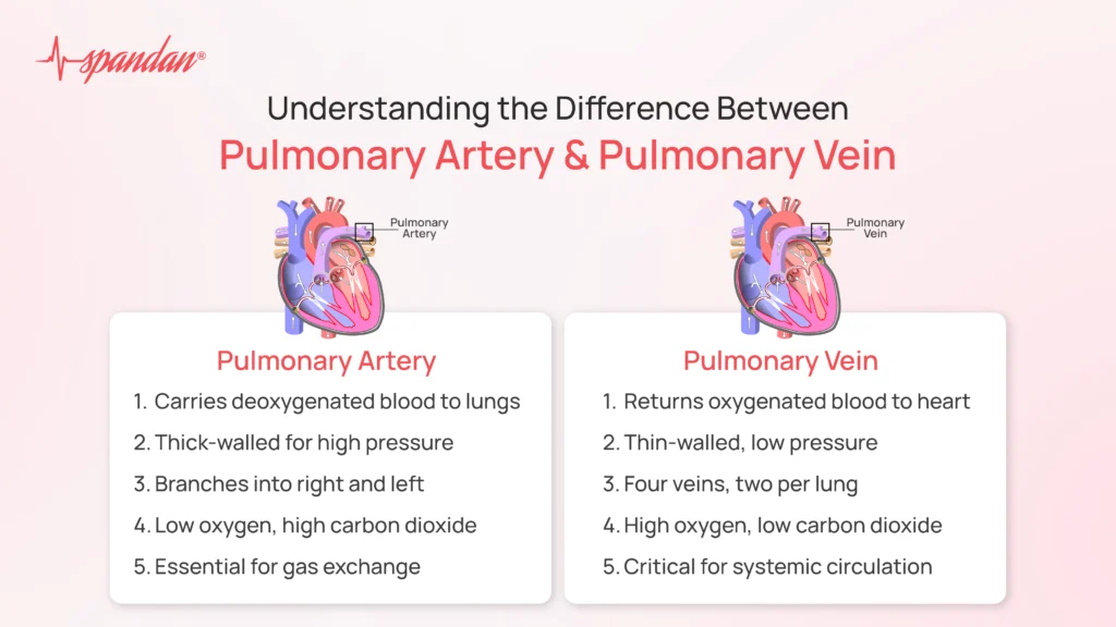 Difference Between Pulmonary Artery and Pulmonary Vein