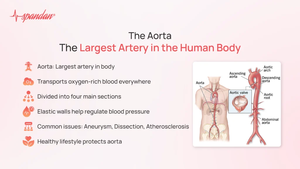 largest artery in human body