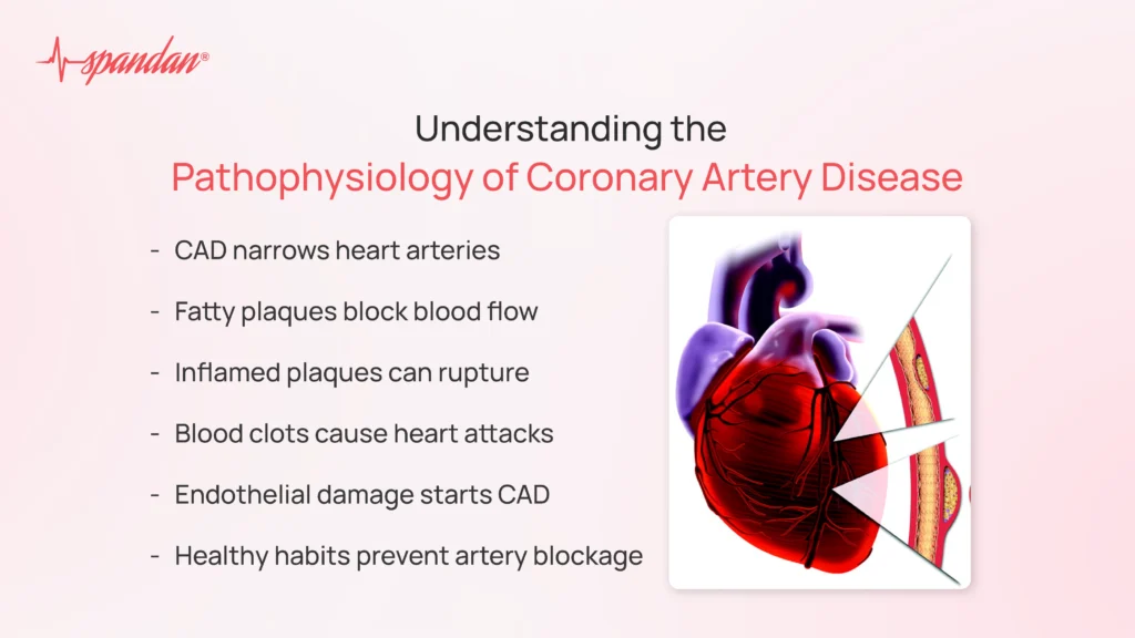 pathophysiology of coronary artery disease