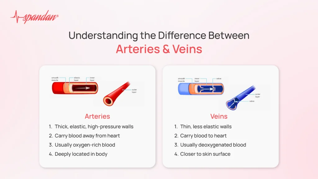 difference between arteries and veins