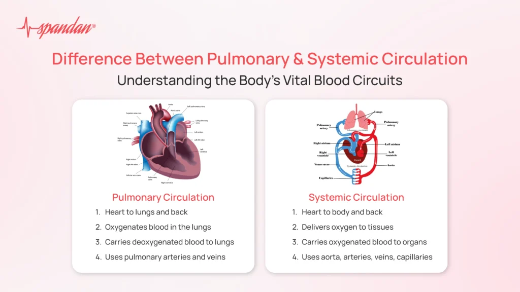 difference between pulmonary and systemic circulation